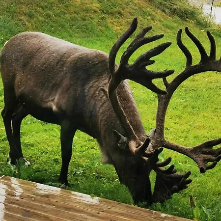 Northern Lights Midtgaard, Kvaloya Modern 2br, Free Parking דירה *