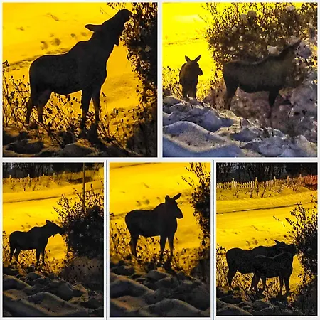 דירה Northern Lights Midtgaard, Kvaloya Modern 2br, Free Parking