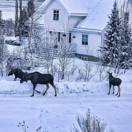 דירה Northern Lights Midtgaard, Kvaloya Modern 2br, Free Parking